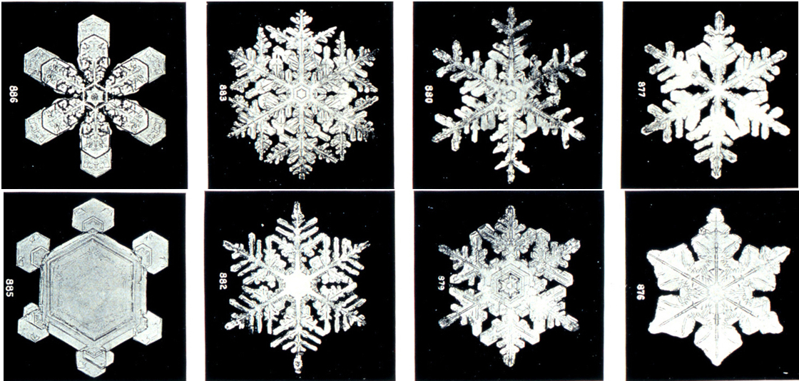 Some snowflakes photographed under a microscope