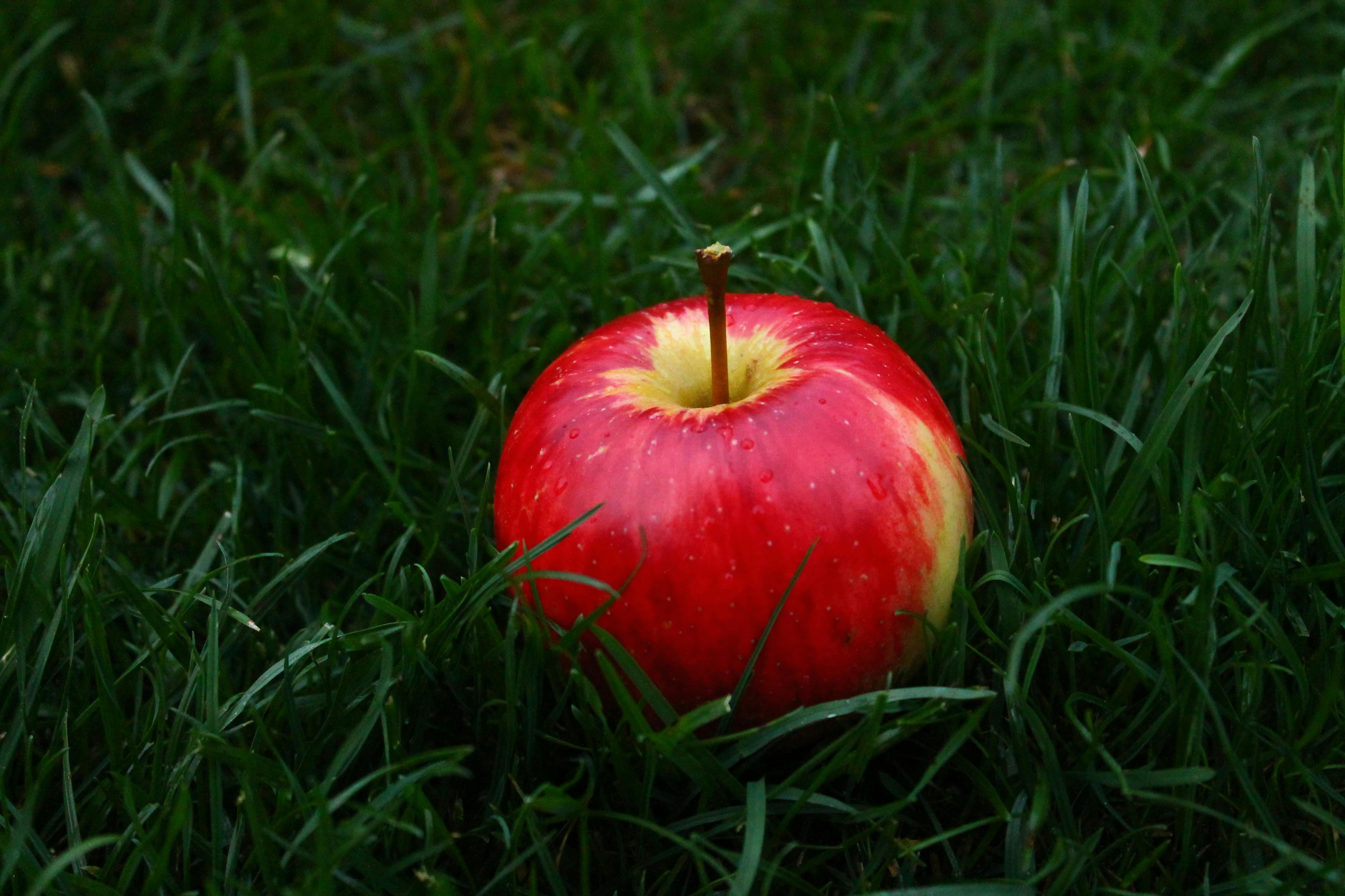 Image of a beautiful apple in the grass